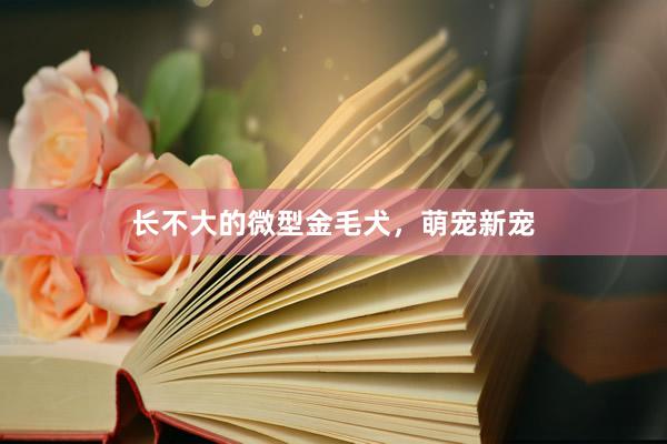 长不大的微型金毛犬，萌宠新宠